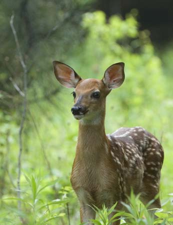 deer fawn tioga