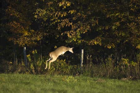 deer jumping fence-5
