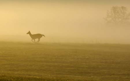 deer running