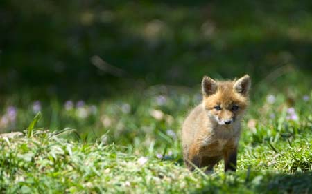 fox-050307-11