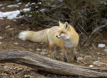fox-67