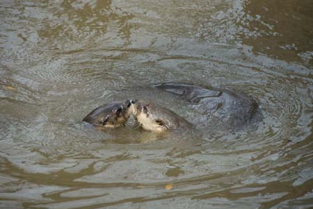 otters-brookgreen plantation-16