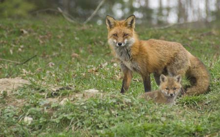 red fox and cubs lennie moore-31