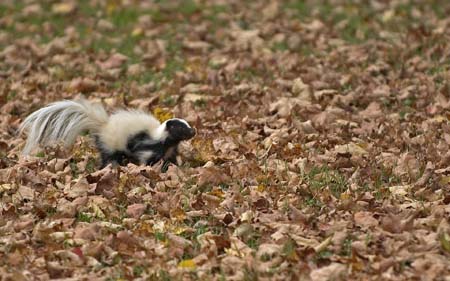skunk-2