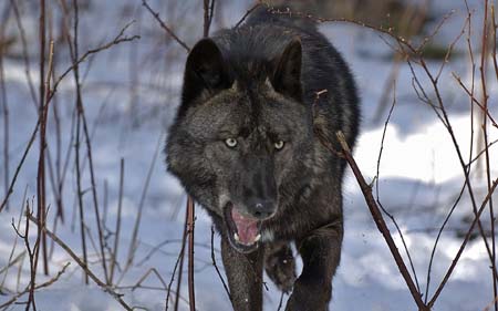 wolves-005