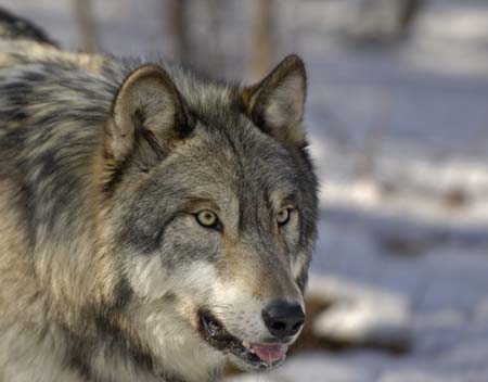 wolves-008