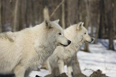 wolves-33
