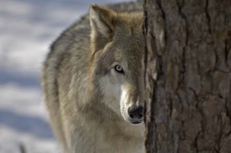 wolves-68