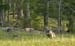 buck cades cove-2