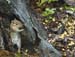 chipmonk tioga-1