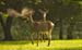 deer db field-20