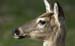 deer ecu shenandoah2