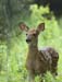 deer fawn tioga
