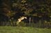 deer jumping fence-5