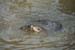 otters-brookgreen plantation-16