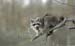 raccoon in maple tree-05