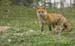 red fox and cubs lennie moore-31