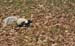 skunk-2