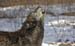 wolf howling-1