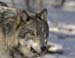 wolves-008