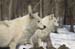 wolves-33